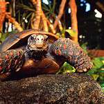 What Climate Is Best For A Redfooted Tortoise