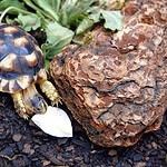 How To Supplement Calcium For Tortoises