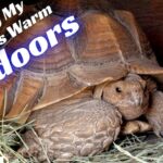 How To Build An Outdoor Tortoise Enclosure In A Cold Climate