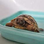 How Often Should I Bathe My Tortoise