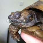 Signs Of Respiratory Infection In A Sulcata Tortoise