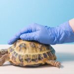 Signs Of Stress In Pet Tortoises