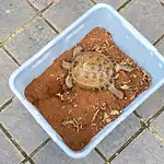 tortoise box