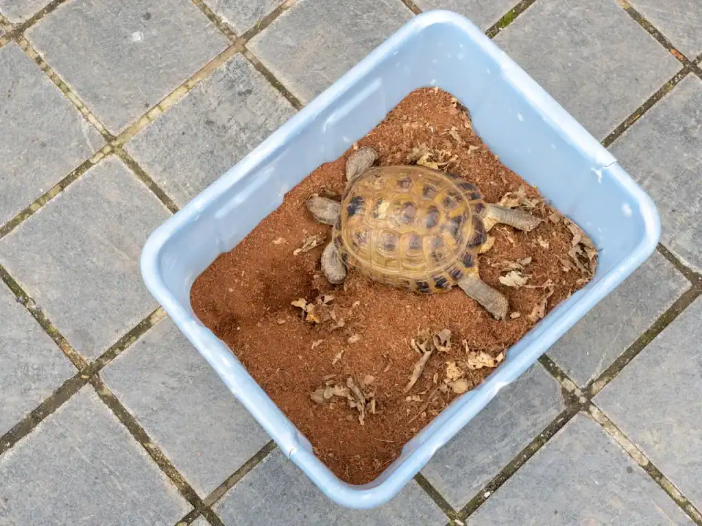 tortoise box