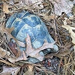 Understanding Tortoise Brumation Cycles