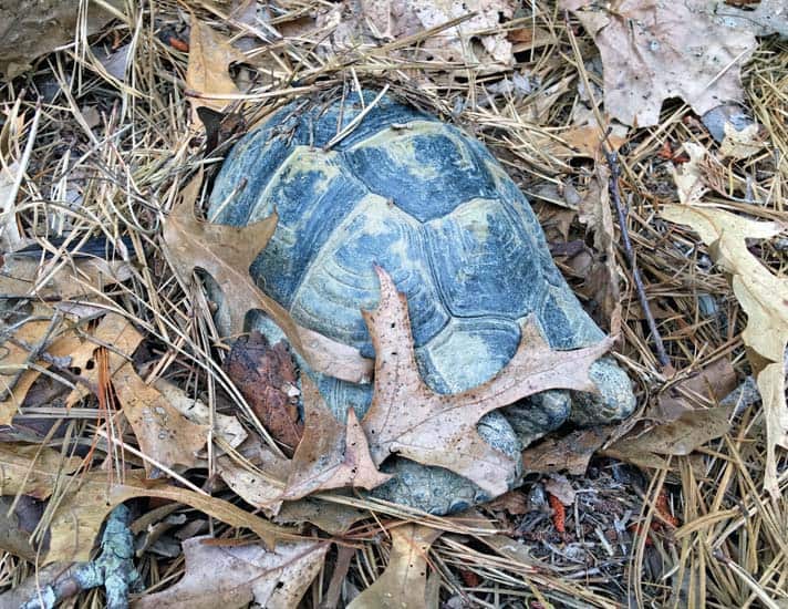 Understanding Tortoise Brumation Cycles Benefits