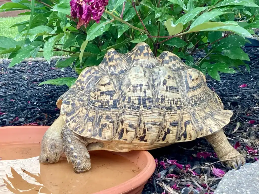 Tortoise Hydration Strategies