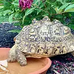 Tortoise Hydration Strategies