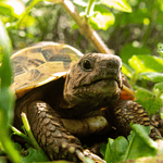 Tortoise-friendly Indoor Plants
