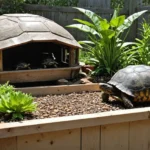 DIY Tortoise Enrichment Activities