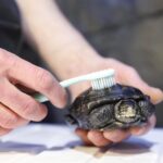 Tortoise-safe Cleaning Products