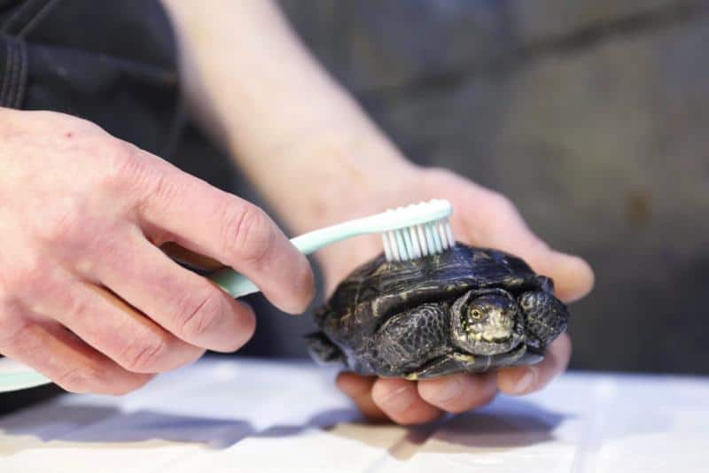 Tortoise-safe Cleaning Products To Protect Your Pet