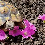 tortoise