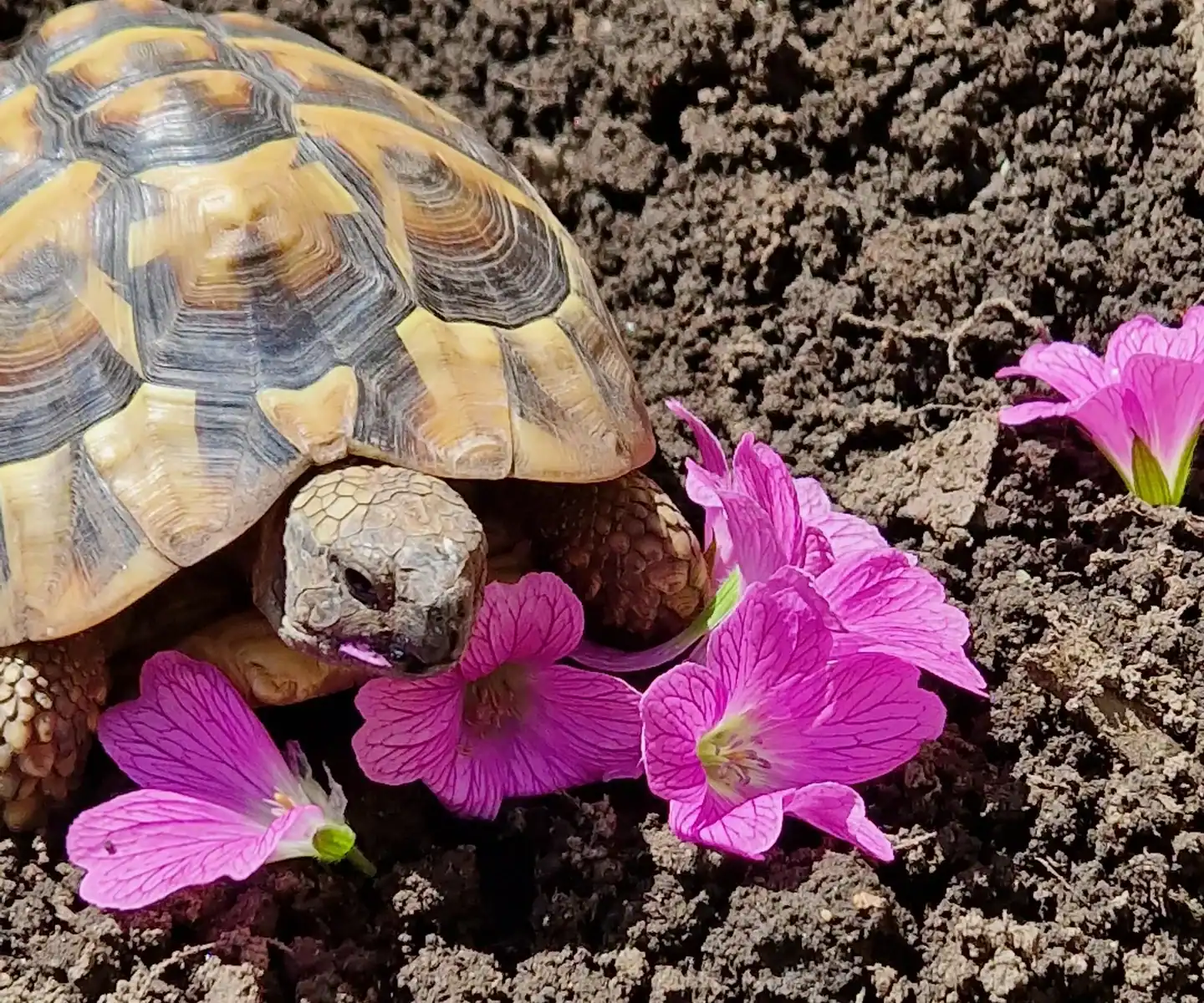 tortoise