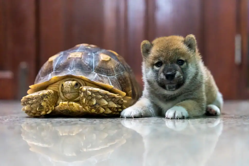 Integrating Tortoises With Other Pets
