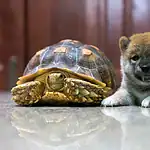 Integrating Tortoises With Other Pets