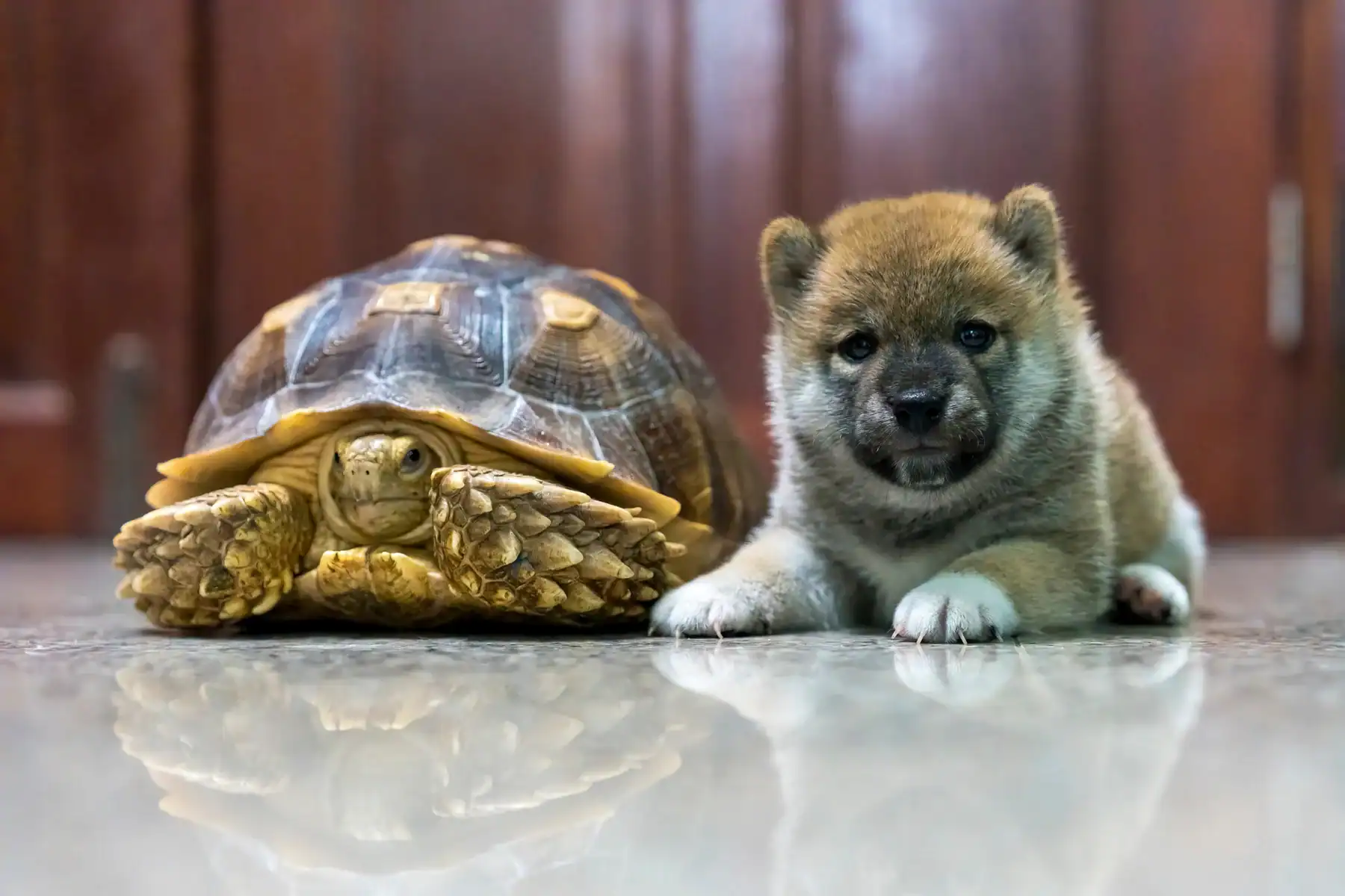 Integrating Tortoises With Other Pets Can Be Fun