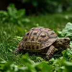 Tortoise Dental Care Tips