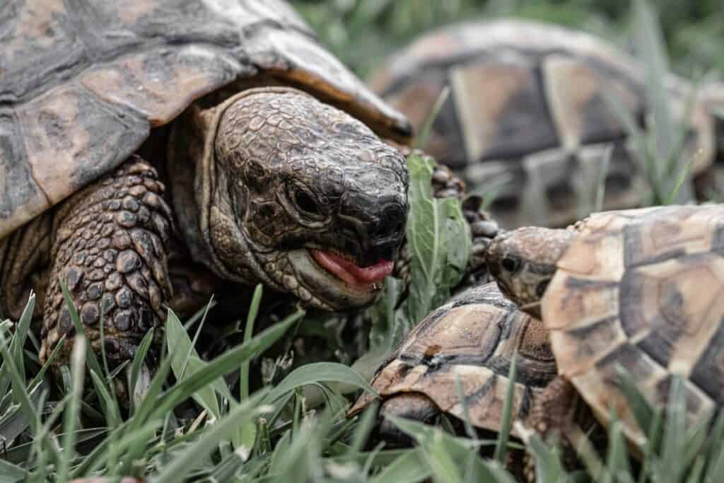 Ethical Tortoise Breeding Practices: Tips For You!