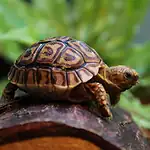 Are Tortoises Good Pets For You