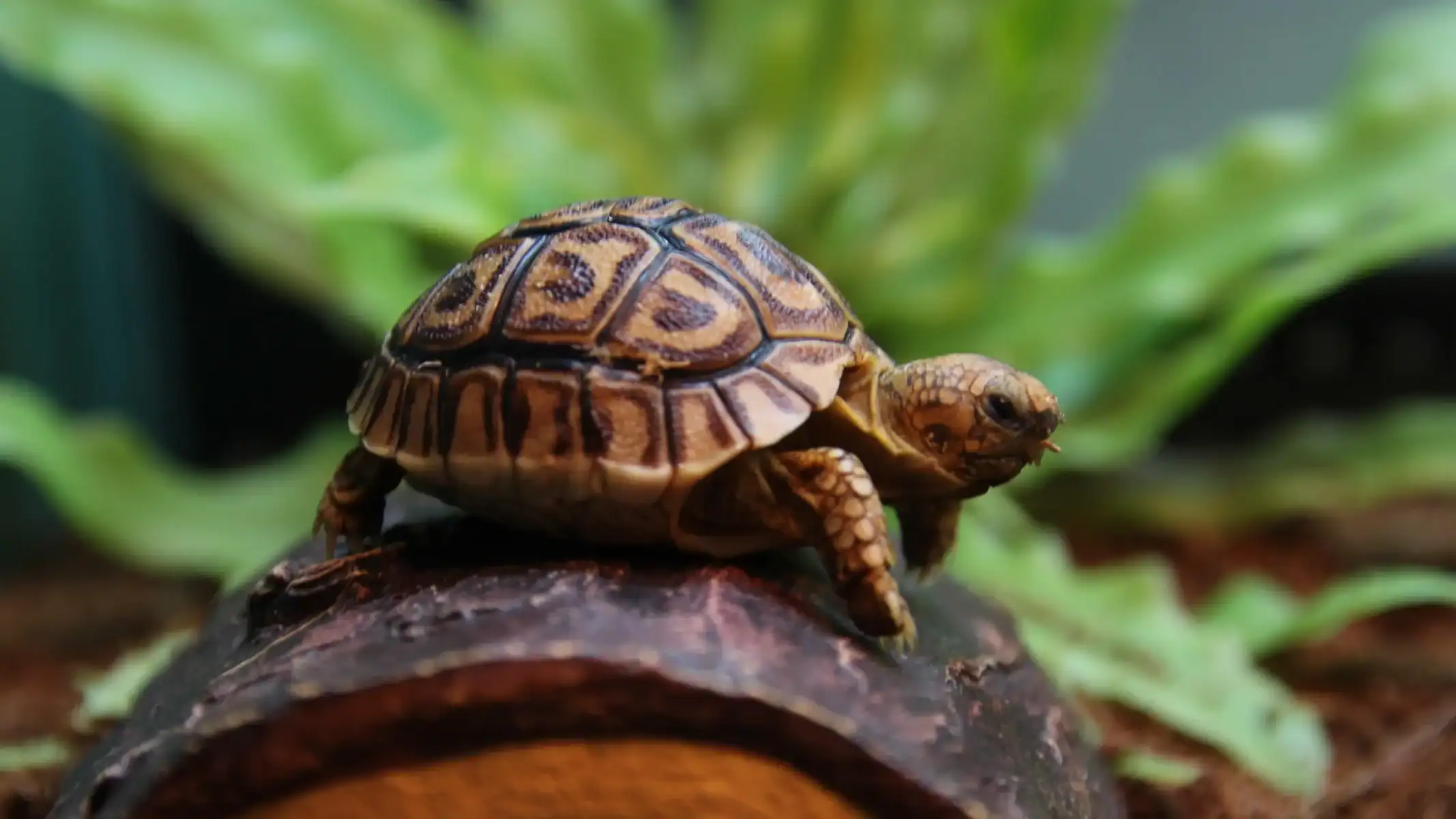 Are Tortoises Good Pets For You