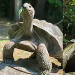 Do Tortoises Recognize Their Owners