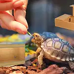 Tortoise Terrarium