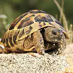 Cutest Tortoise Breeds